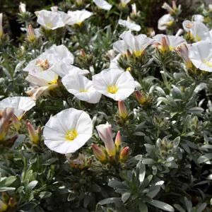 Convolvulus cneorum 15-20 cm